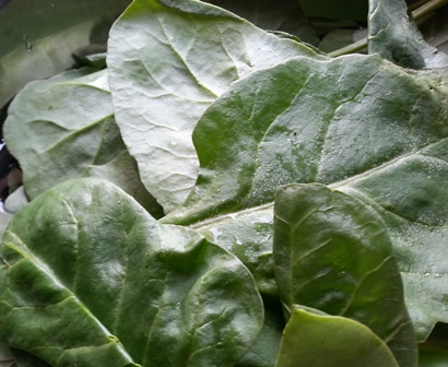 palak leaves for dip recipe
