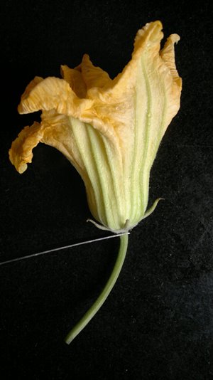 kumro phool stem remove for pumpkin flower recipe