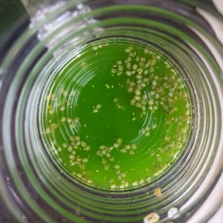 Pour lime mint juice into glasses