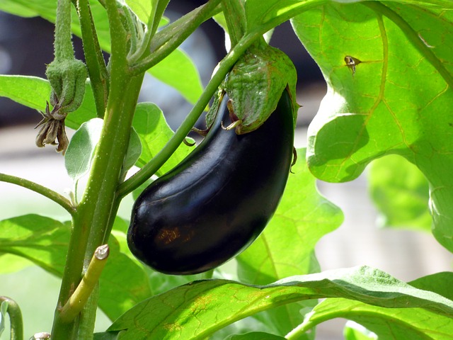 All About Eggplant