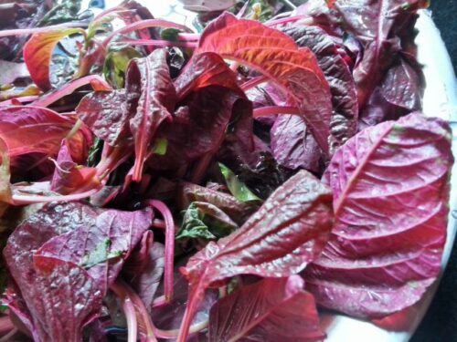 Lal Shak Bhaja Bengali Style – Sautéed Red Amaranth Leaves - Seasonal ...